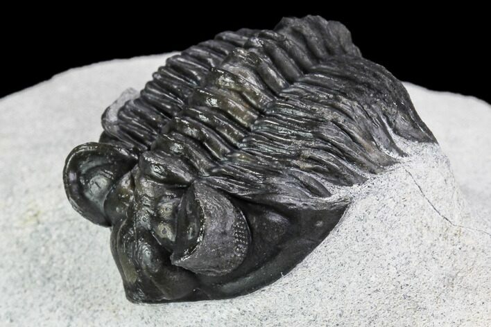 Bargain, Coltraneia Trilobite Fossil - Huge Faceted Eyes #108429